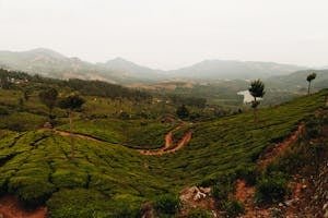 paisaje y planificar boda eje cafetero desde extranjero